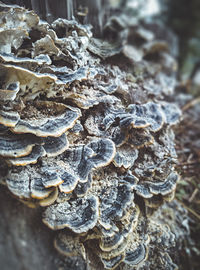 Close-up of mushroom growing on tree trunk