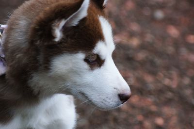 Close-up of dog looking away