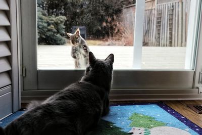 Cat looking away while sitting on window at home