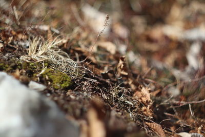 Close-up of plants