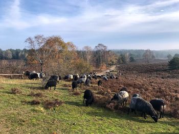 Flock of sheep in a field