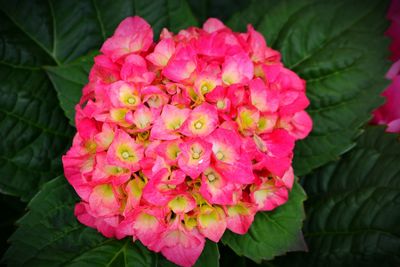 Close-up of pink flowers