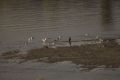 Birds swimming in lake