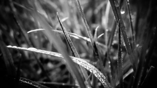 Close-up of grass in field