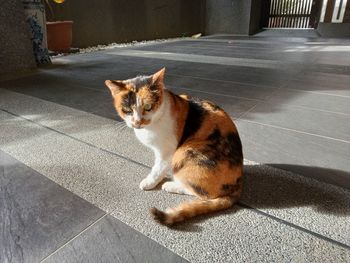 Portrait of cat sitting on tiled floor