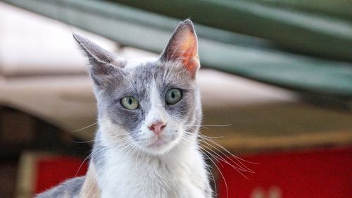 Close-up portrait of a cat