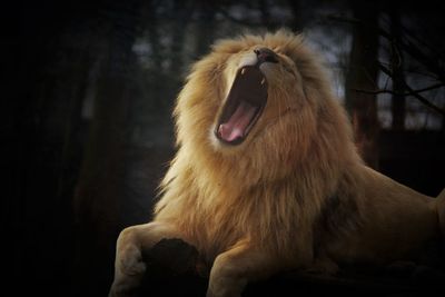 Lion roaring while relaxing on log