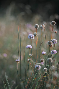 Close-up of purple flowering plants on field