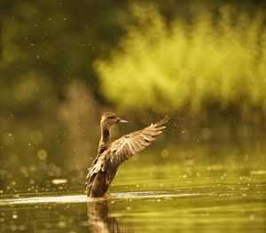 Bird flying over lake