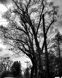 Low angle view of bare trees against sky