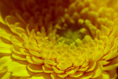Close-up of yellow flower