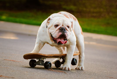 Close-up of dog skateboarding on road