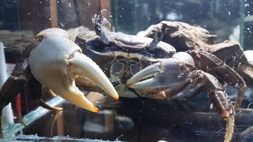 Close-up of turtle swimming in aquarium