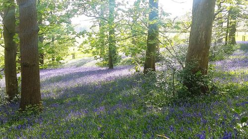 View of purple and trees in field