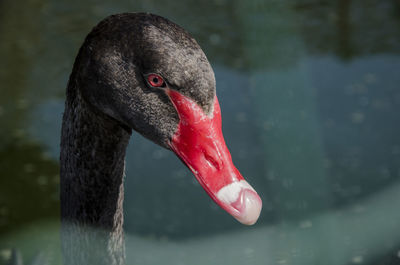 Close-up of swan swimming in lake