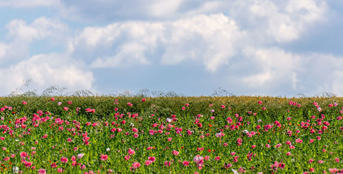 Scenic view of pink flowering plants on field against sky