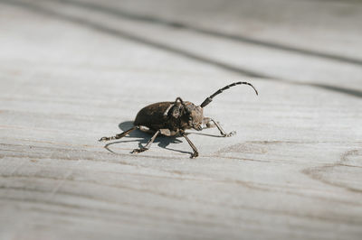 Close-up of insect on table