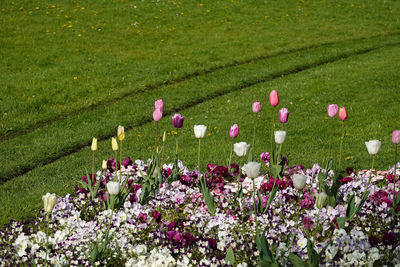 Pink flowering plants on field