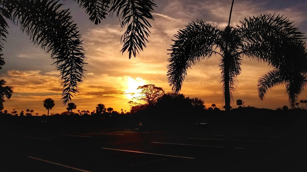 SILHOUETTE PALM TREES AGAINST ORANGE SKY