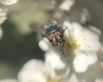 Close-up of spider on flower