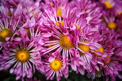 Close-up of pink flowering plants