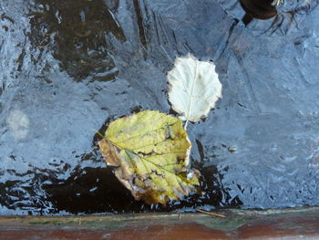 High angle view of leaves in puddle