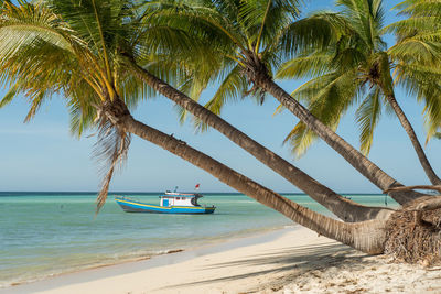 Palm trees at beach against clear sky