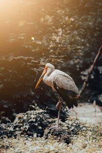 Bird perching on a rock