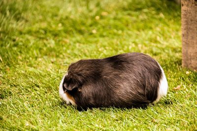 View of an animal relaxing on grass