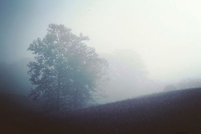 Scenic view of trees in foggy weather