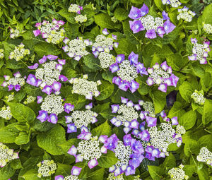 Full frame shot of purple flowering plants