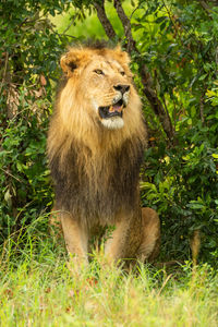 Male lion sits in grass by bushes