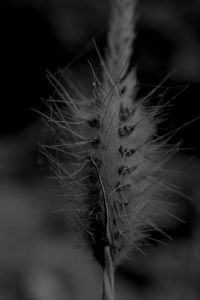 Close-up of dried plant on field