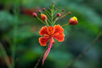 Close-up of red flowering plant