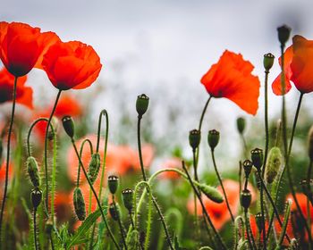 Close-up of red poppy flowers in field