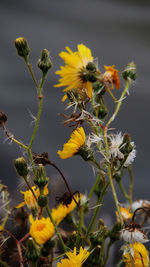 Close-up of yellow flowering plant