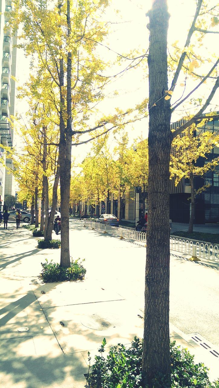 tree, tree trunk, architecture, built structure, building exterior, city, street, incidental people, growth, sky, treelined, branch, street light, road, yellow, season, outdoors, car, transportation, nature