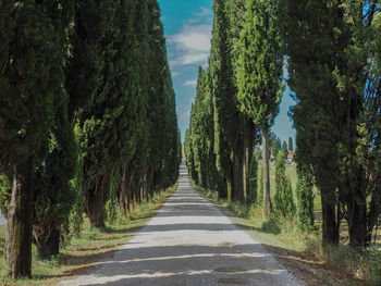 Road amidst trees against sky