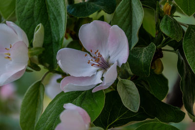 Close-up of pink rose flower