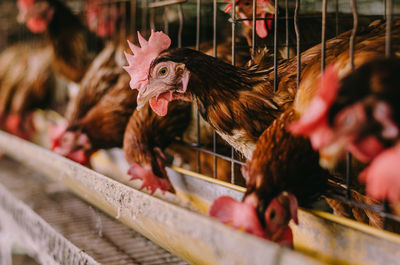 Hen in cages at farm