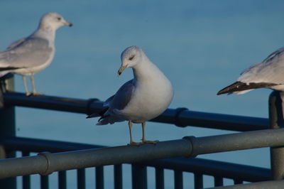 Seagulls perching on railing