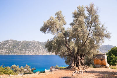 Scenic view of landscape against clear sky