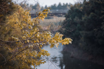 Close-up of bare branch in front of yellow leaves on tree during autumn