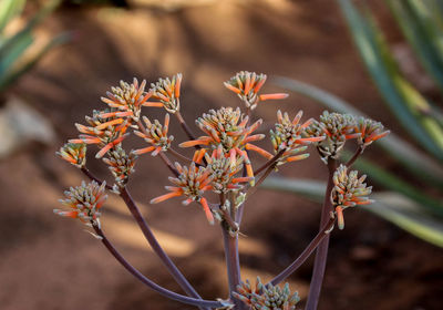 Aloe flowers