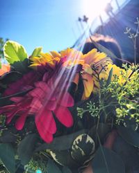 Close-up of flowers blooming outdoors