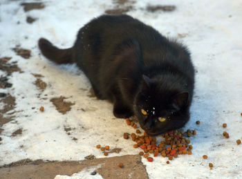 High angle view of black cat