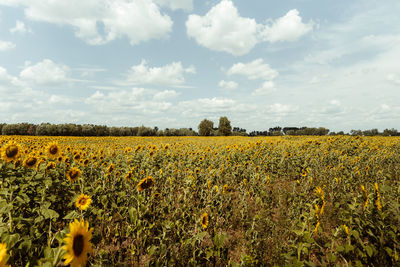 Scenic view of oilseed rape field against sky