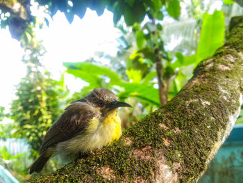 Close-up of bird perching on tree