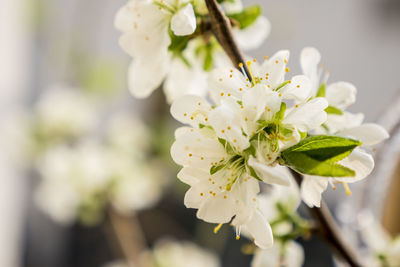 Close-up of white flowers