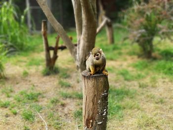 Close-up of squirrel on wooden post